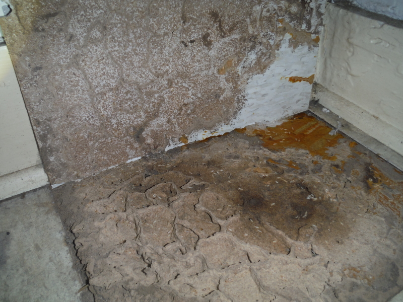 termites under tile